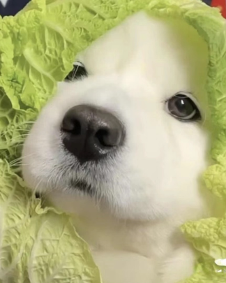 是奇迹呀